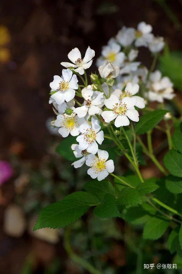 生态客自然观察【分科识花图鉴】32 蔷薇科 b 蔷薇亚科(下) - 知乎