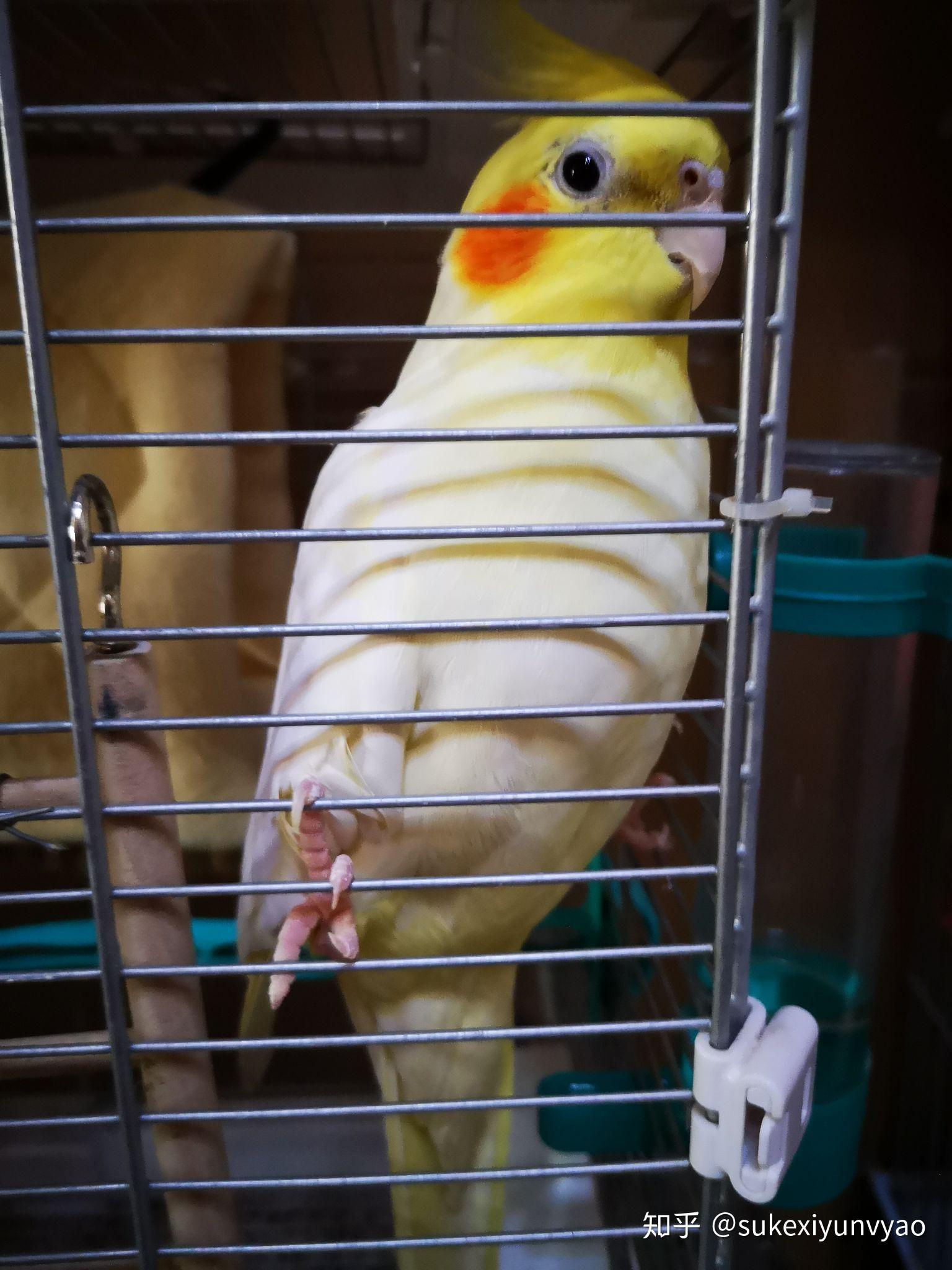 一公一母黄云斑 ,放在笼里养了一周,每天换水添食就是养不熟,怎么办?