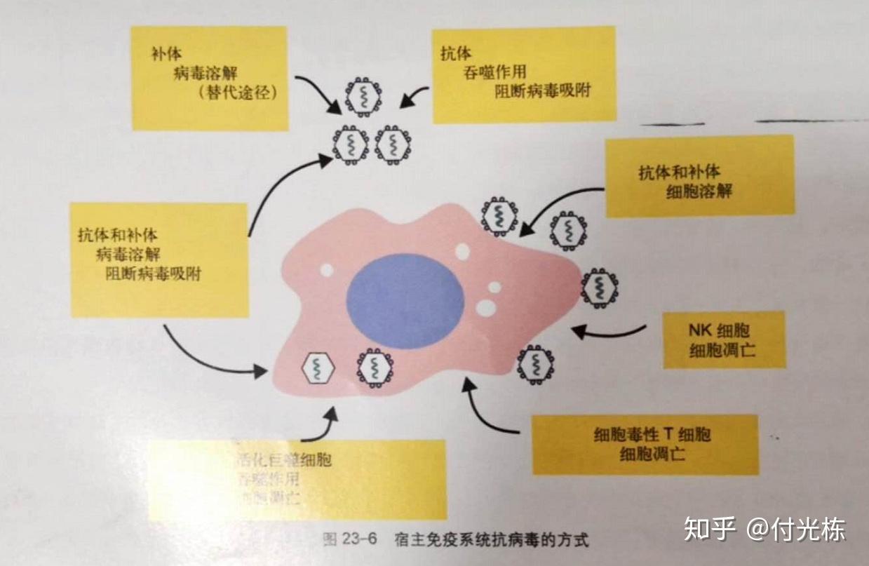 了解非洲猪瘟病毒基础篇
