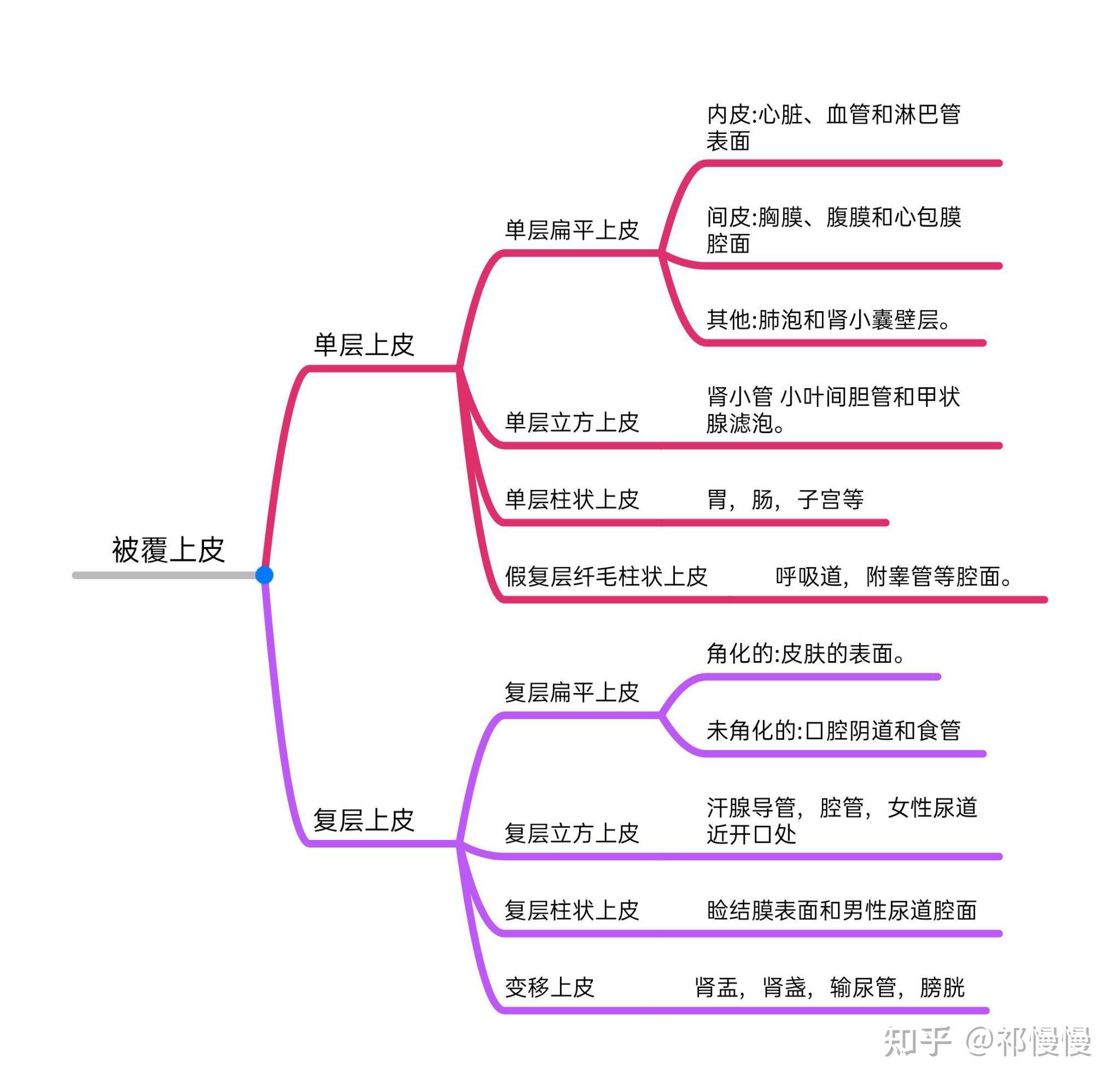 组胚思维导图上皮组织图片