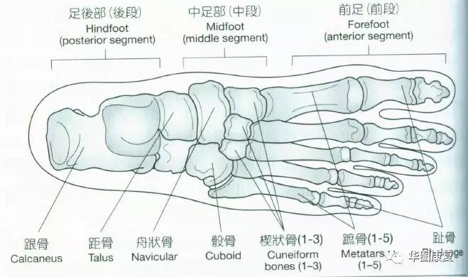 姿势 足踝部解剖 知乎 姿势 足踝部解剖 知乎