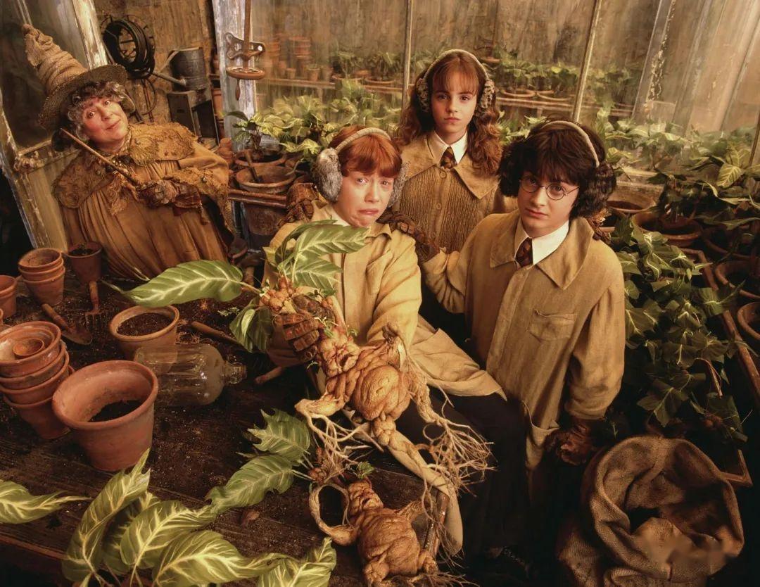 我找到哈利波特"魔苹果"的原型了!