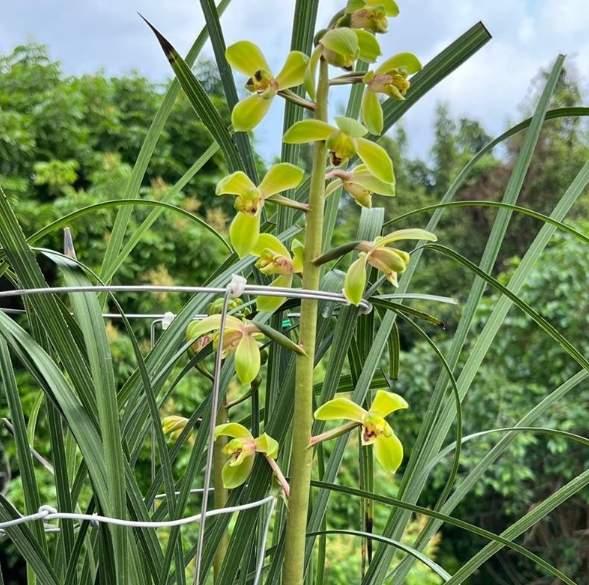 兰花都需要春化吗？专家：春兰才需要春化 - 知乎