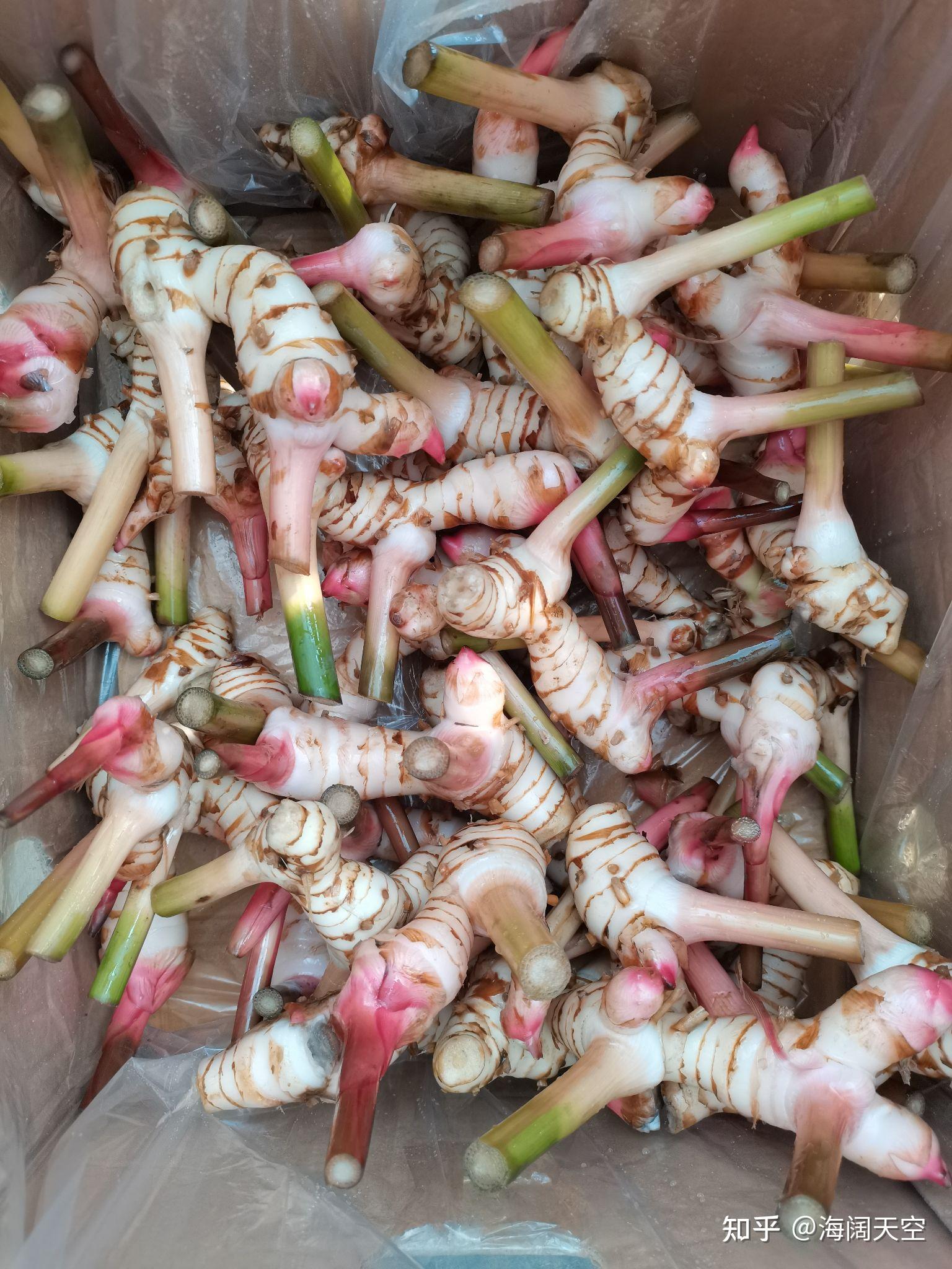 泰国南姜新鲜出炉原生态山姜