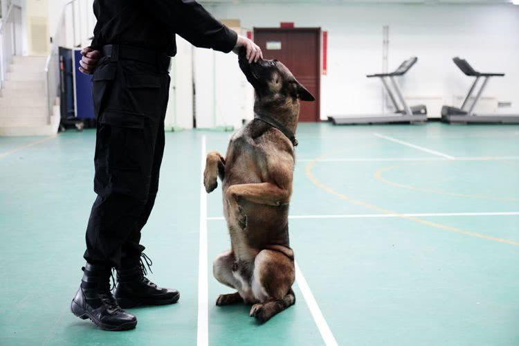 北京克隆警犬接受基礎訓練各項指標均優於普通警犬