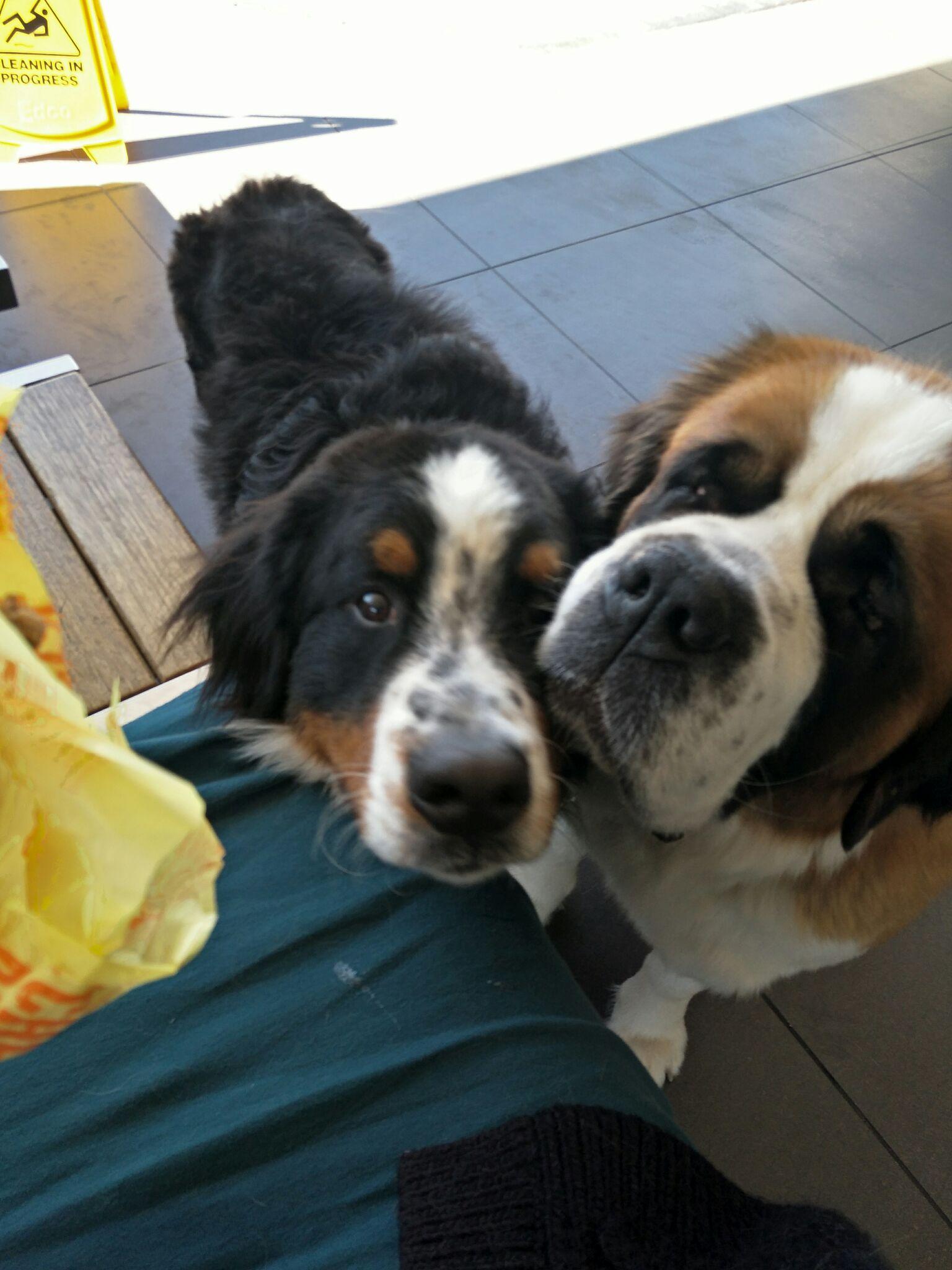 伯恩山犬与圣伯纳犬哪个比较好？ - 知乎