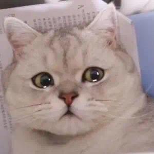 猫便便有血正常吗？猫血便怎么办？ - 知乎