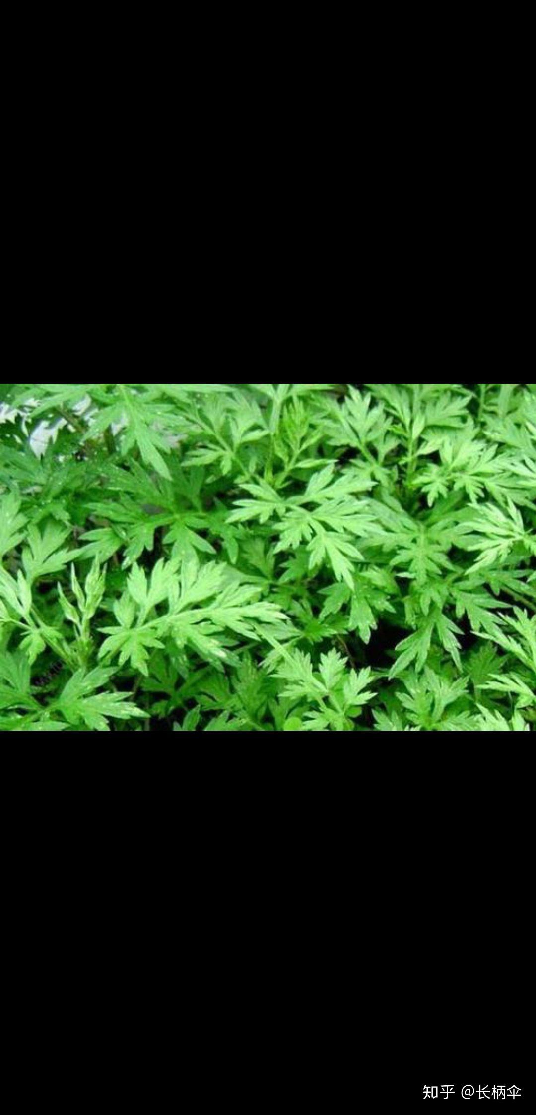 圆叶艾草是个什么品种