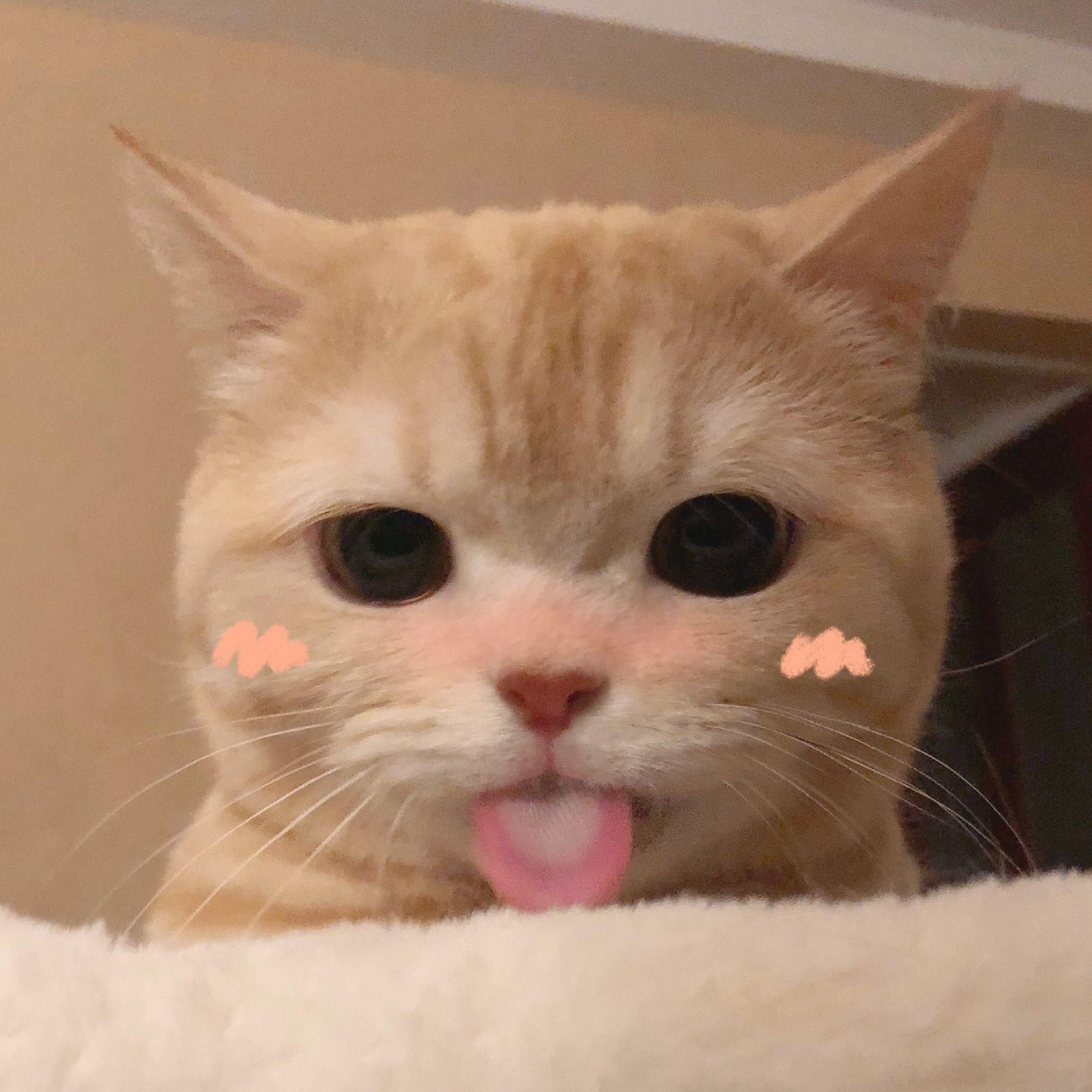 有没有类似这种的猫头像