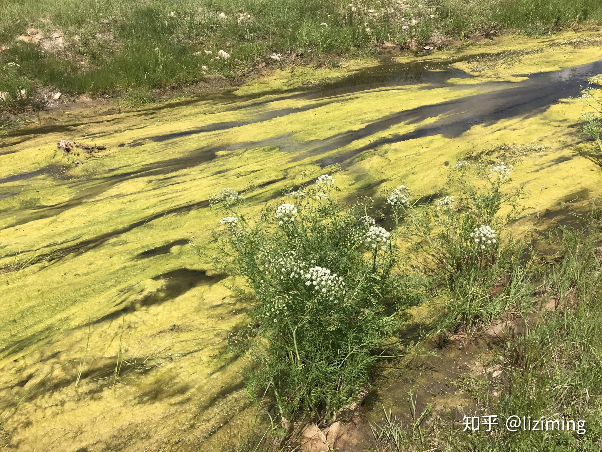 植物土壤地理學實習日誌