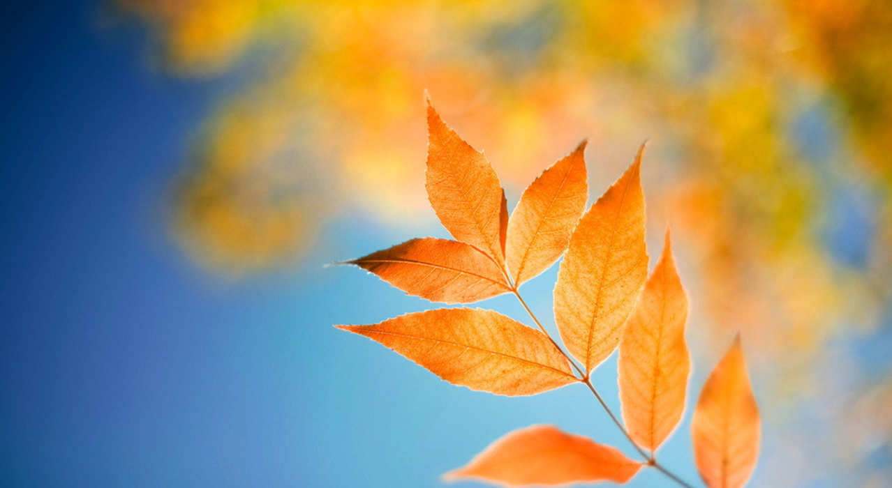 Spring AOP的实现原理 ?