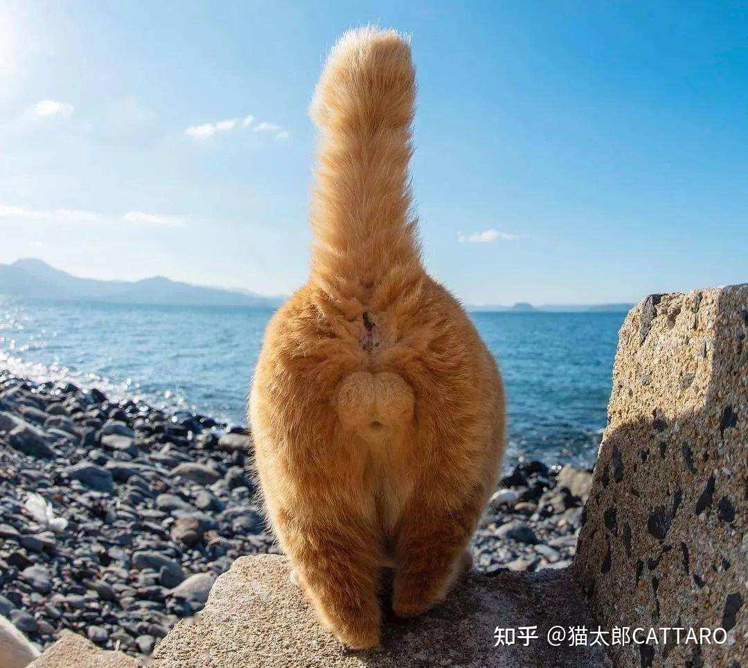 两个月的猫咪怎么看公母？ - 知乎
