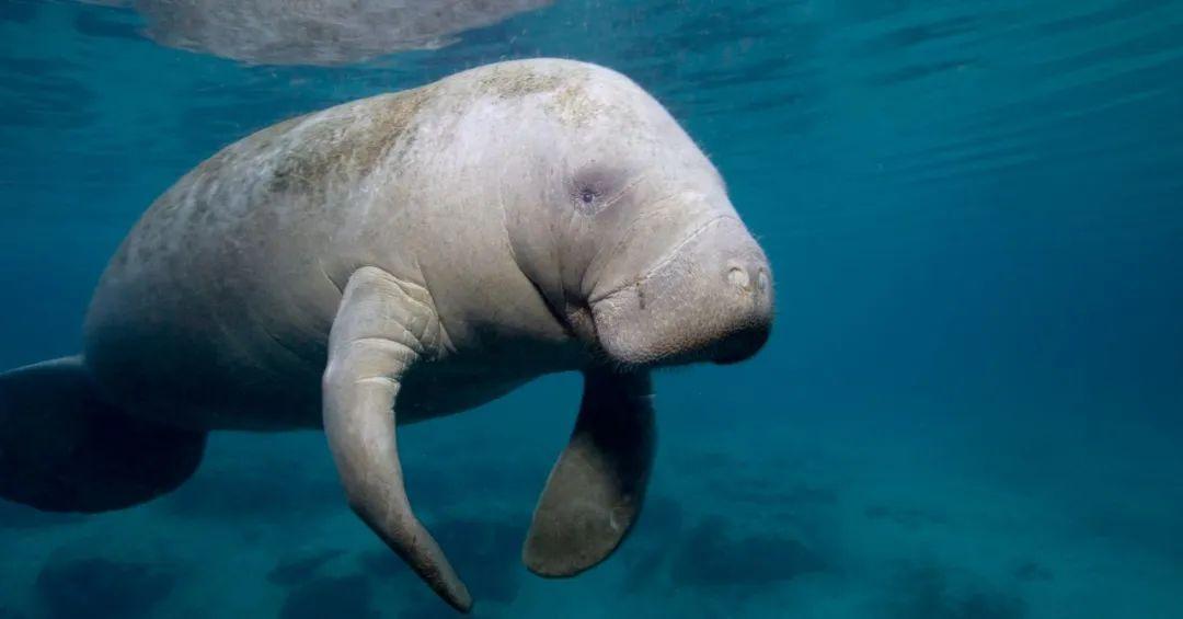 功能性灭绝(什么叫做功能性灭绝)