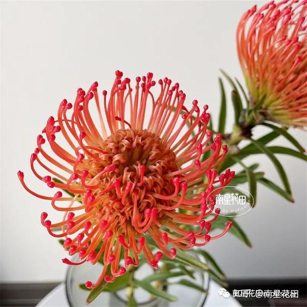 红色针垫花 · 烟花向阳而生 - 知乎
