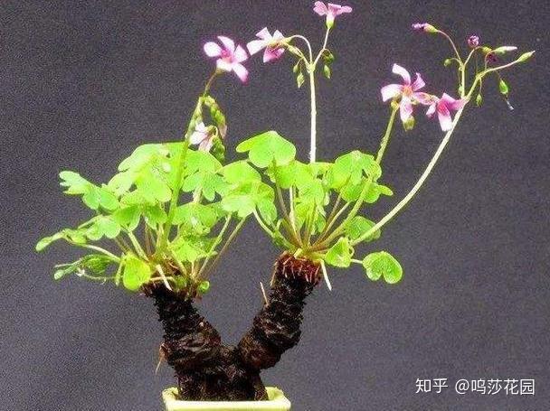 关节酢浆草老桩的极致是枯木逢春之美