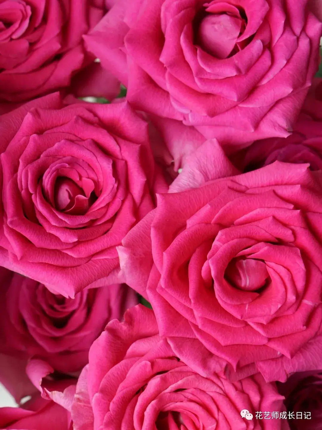 520新品9朵玫瑰秘境花园七夕情人节送女友闺蜜永生花弗洛伊德花盒-阿里巴巴