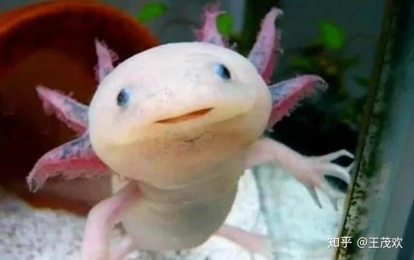 六角恐龙随处可见 幼童都能拥有一只当宠物 可它竟是濒危动物 知乎