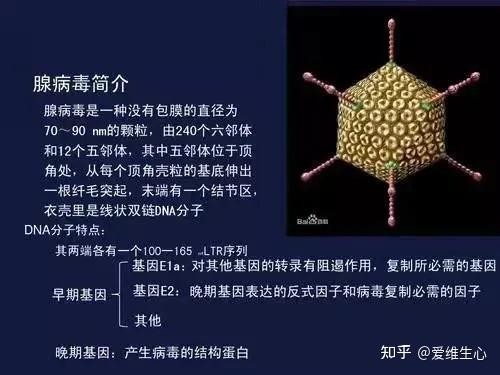  疫情病毒英文简称(艾滋病毒简称英文缩写)
