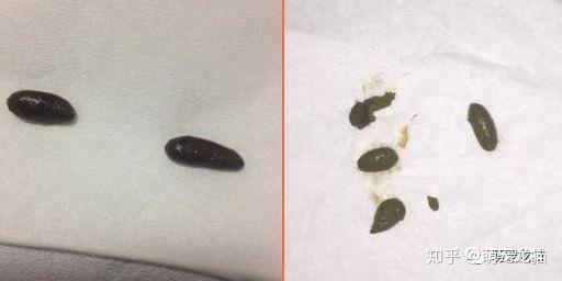 龙猫软便的症状和治疗