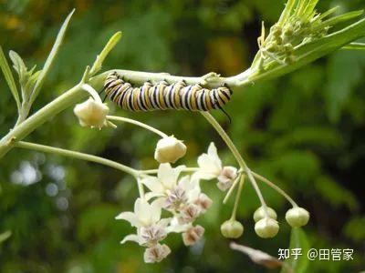 杀虫剂花卉植物花草除虫花通用多肉蚜虫专用月季花病虫害常用