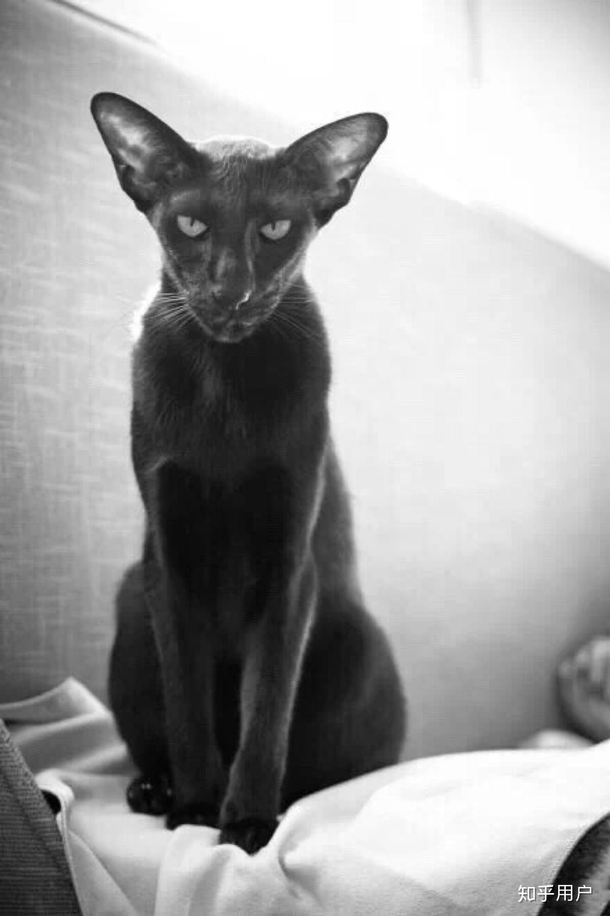 养东短(东方短毛猫)是什么体验? - 知乎