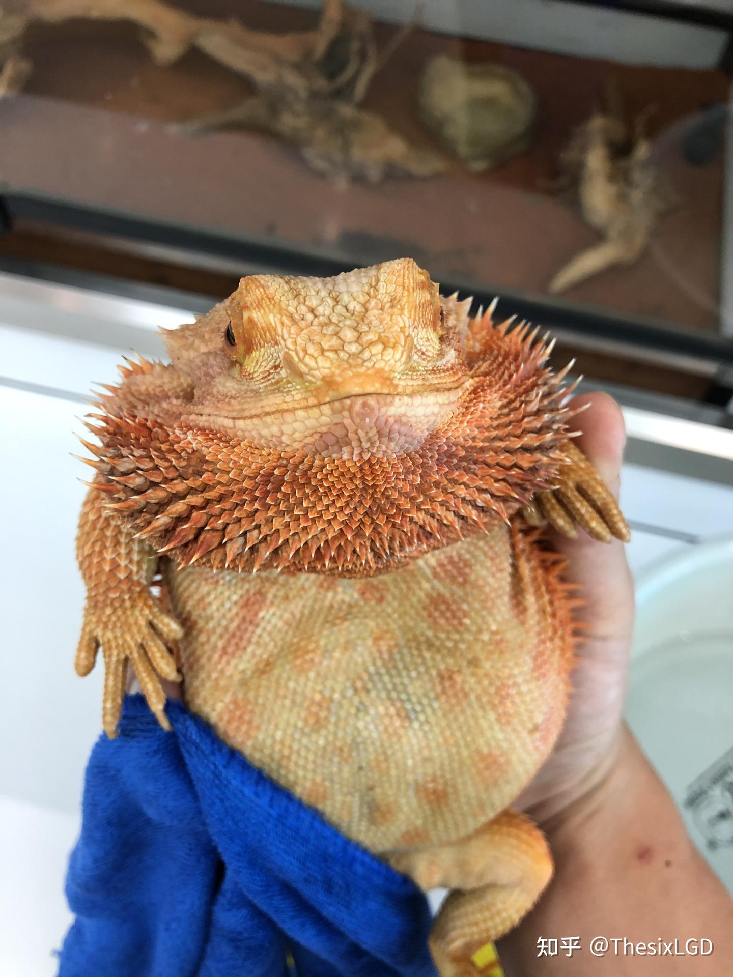 鬃狮蜥新手入门饲养指南