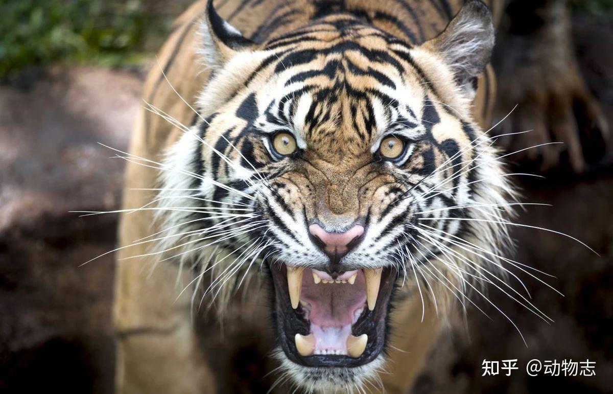 南亚的两次野放:放出了食人虎