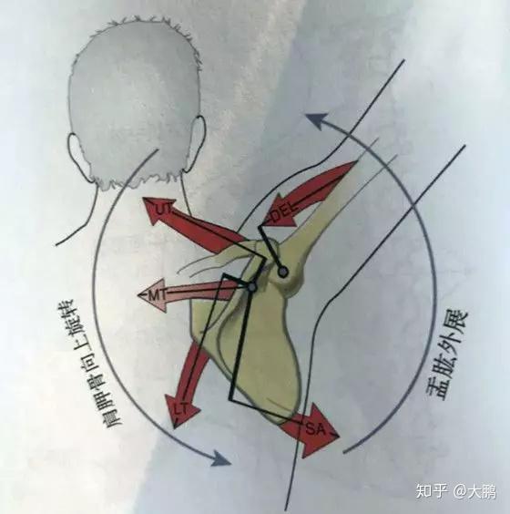 要实现肩胛骨的上回旋动作,主要参与的肌肉有斜方肌上束,前锯肌