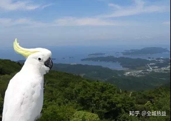 全城热益 萌化你的心的小葵花凤头鹦鹉 只有9只了 知乎