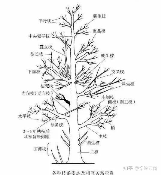 乔木的修剪方法图解图片