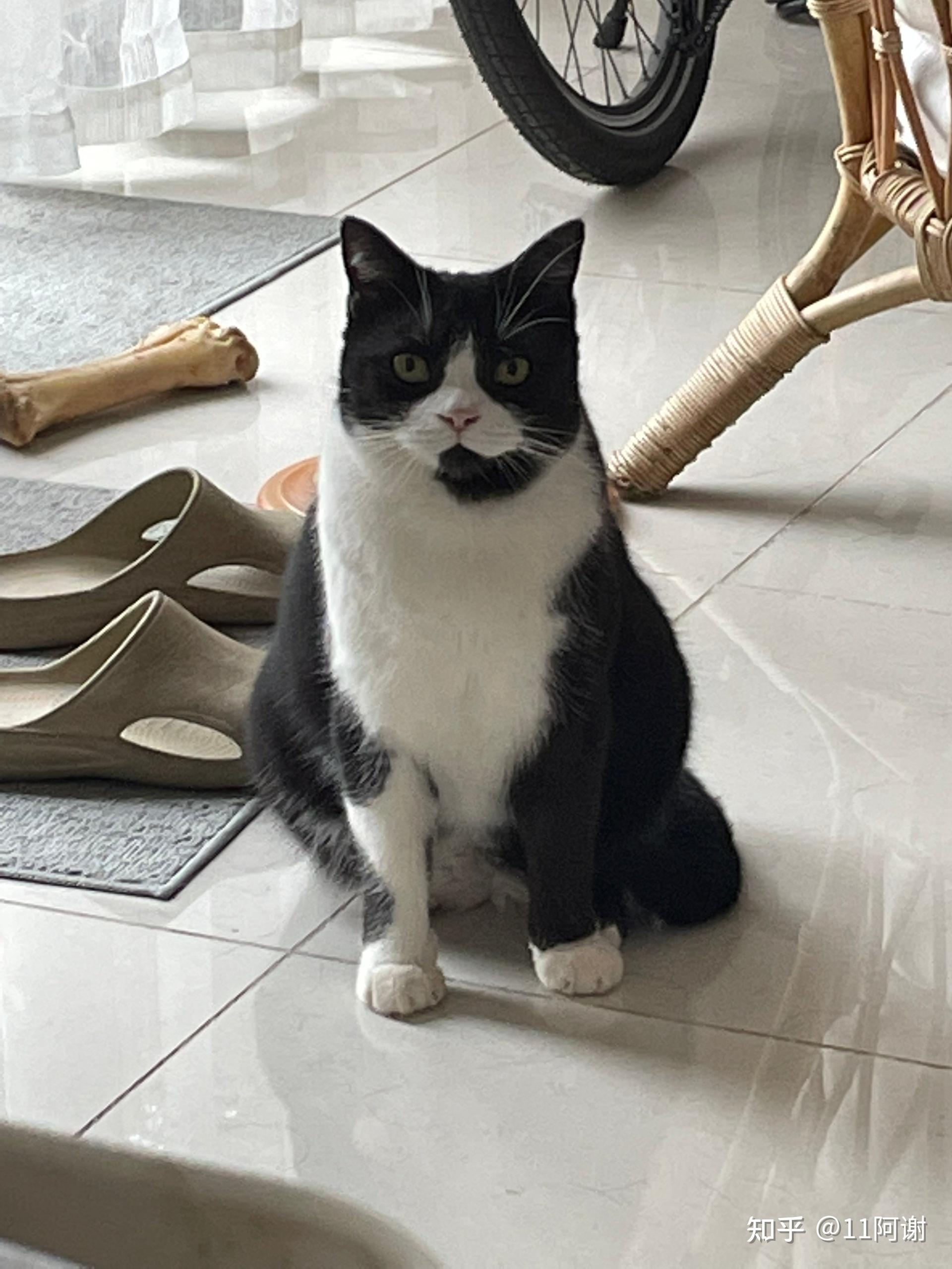 这是什么品种的猫是美短黑白么