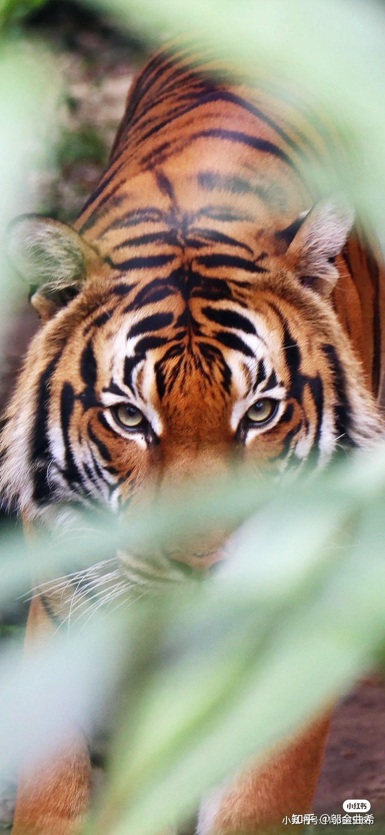 为什么那么多人都喜欢老虎这样的猛兽就因为是保护动物么