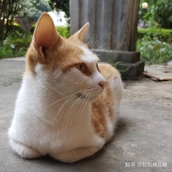 为什么猫咪总“揣手手”？原因很简单，你一定得知道！ - 知乎
