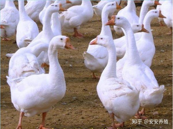 有什么办法让鹅抱窝 v2-38c888d8a0673b0b3a857a10e9a76c10_r.jpg