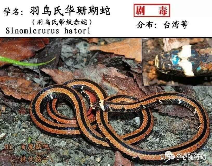 这是什么种类的蛇有没有毒