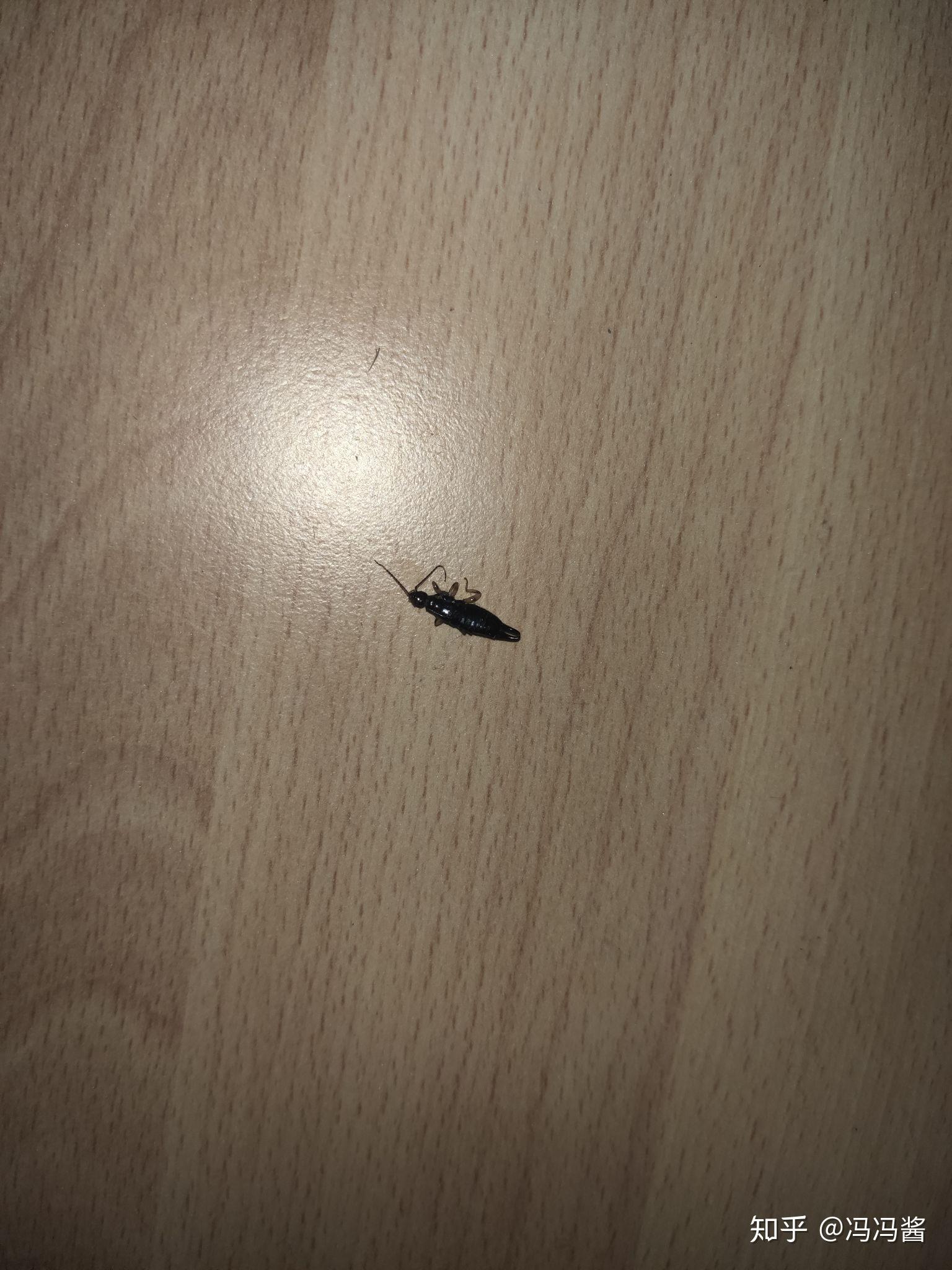 今天夏至家里房间角落突然多了很多小黑虫,有触角,软体,无壳,有些会飞