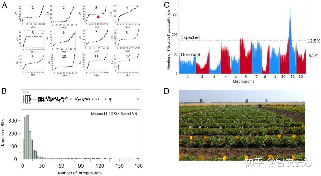 番茄产量杂种优势的显性QTL定位 - 知乎