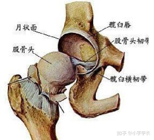髋臼唇由纤维软骨结构,加深髋臼窝,下方由横韧带封闭.