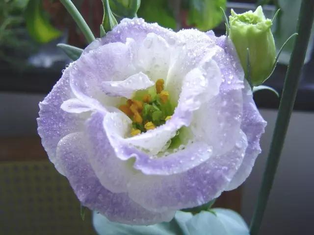 植物花语大全 收藏 知乎