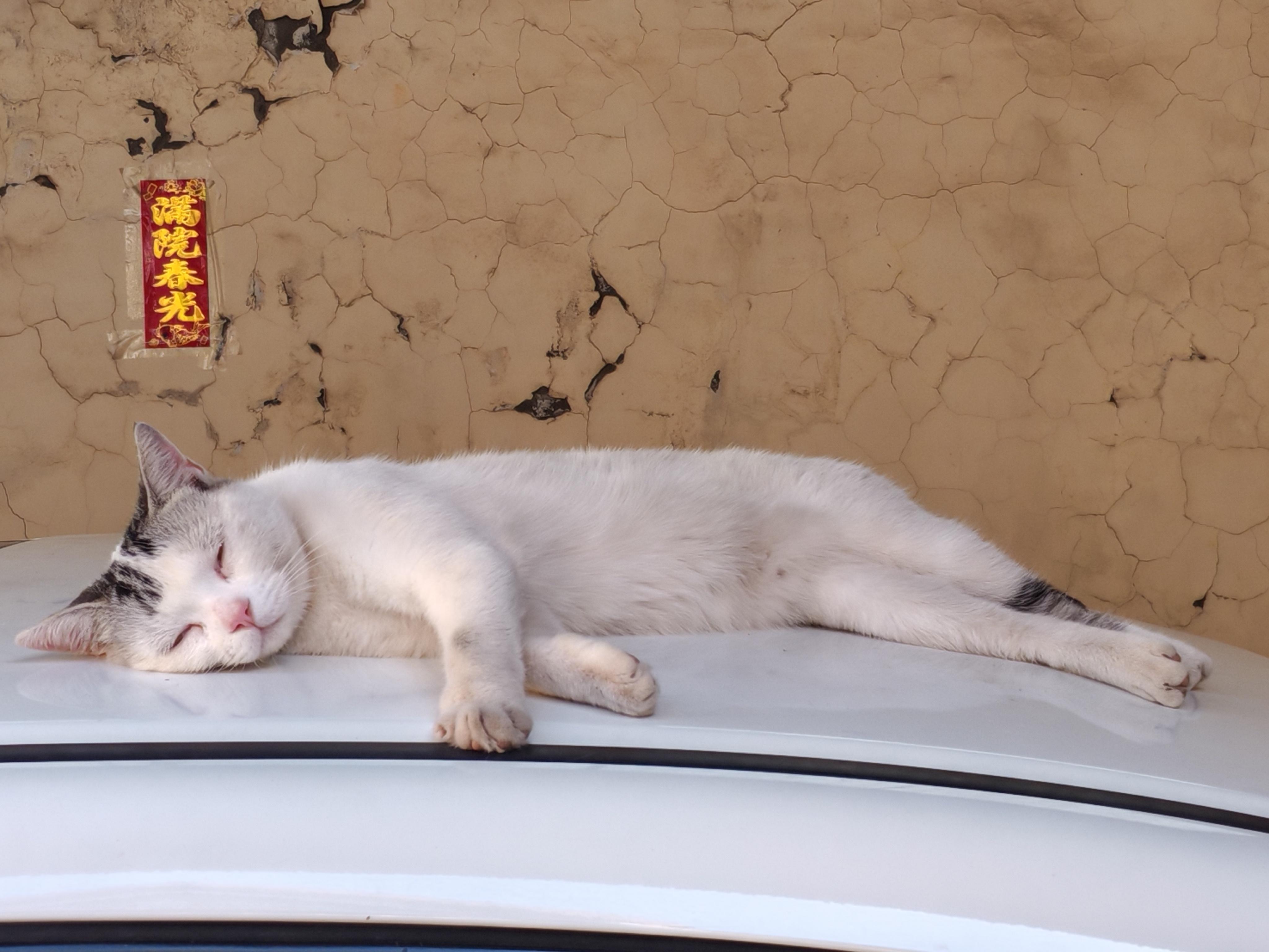 可以放一张猫猫睡懒觉的照片吗