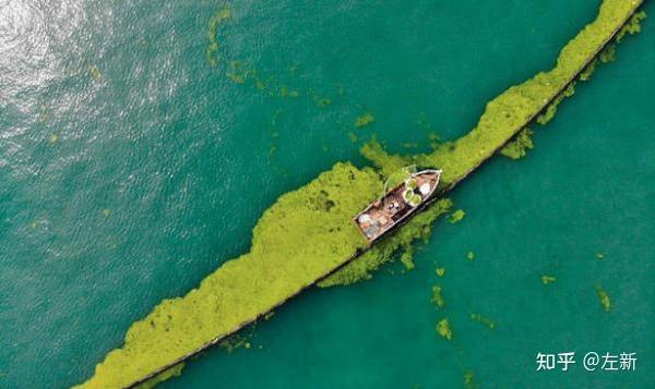 浒苔绿潮综合治理建议方案 - 知乎