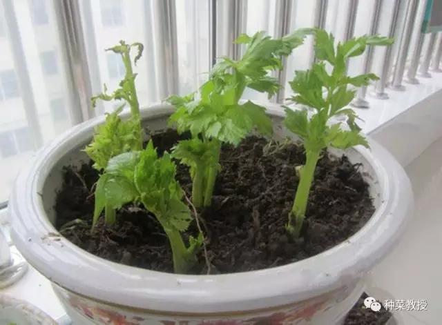 自己在家里想用花盆种菜或者香料想问问各位大神种什么好养活好吃