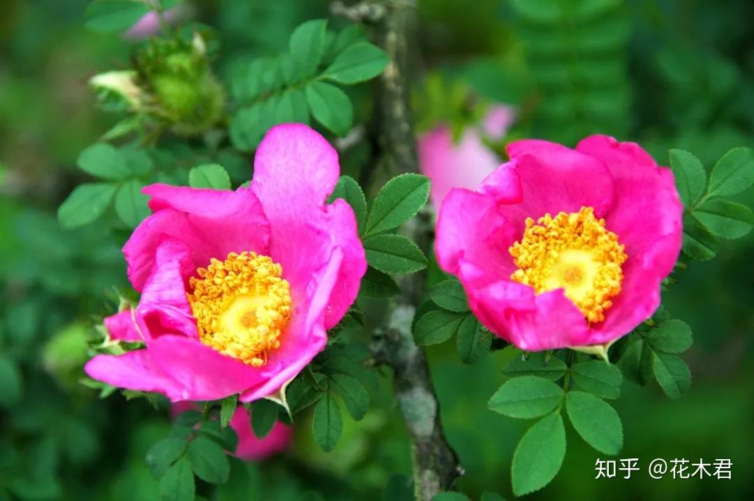 刺梨(缫丝花):果实酸甜可口,花朵也如此娇美 - 知乎