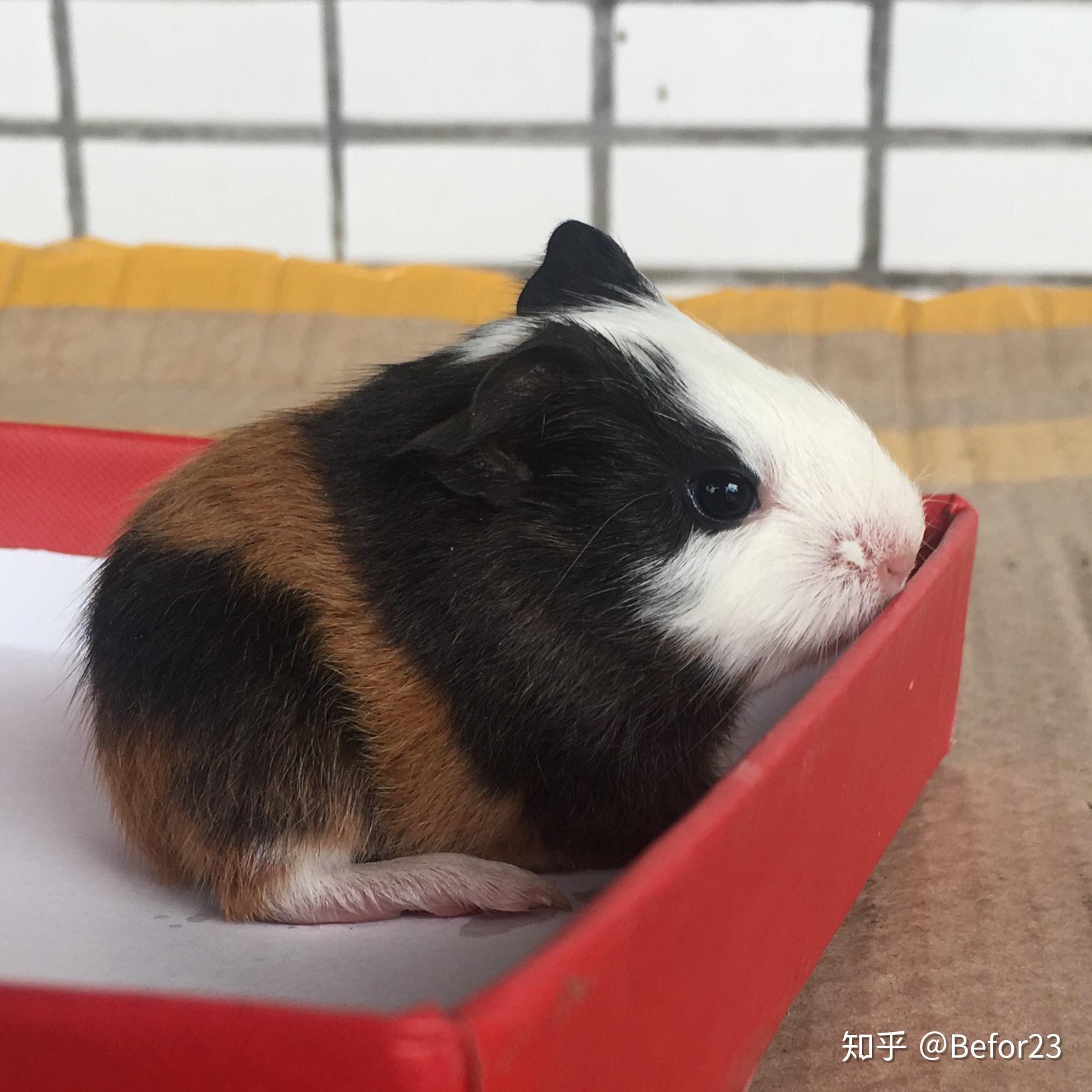 荷兰猪宝宝是什么样子的? - 知乎