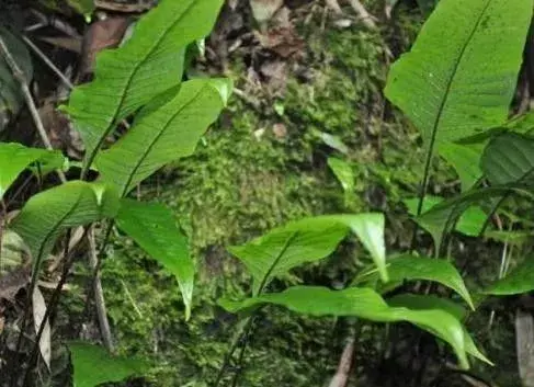 蕨类植物推荐盾蕨
