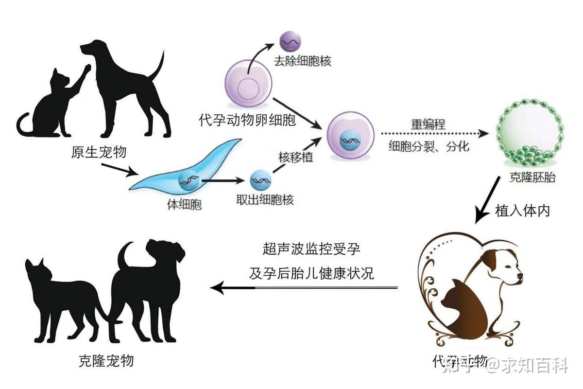 狗狗去世女子思念成疾不惜花重金克隆再造只求再见一面