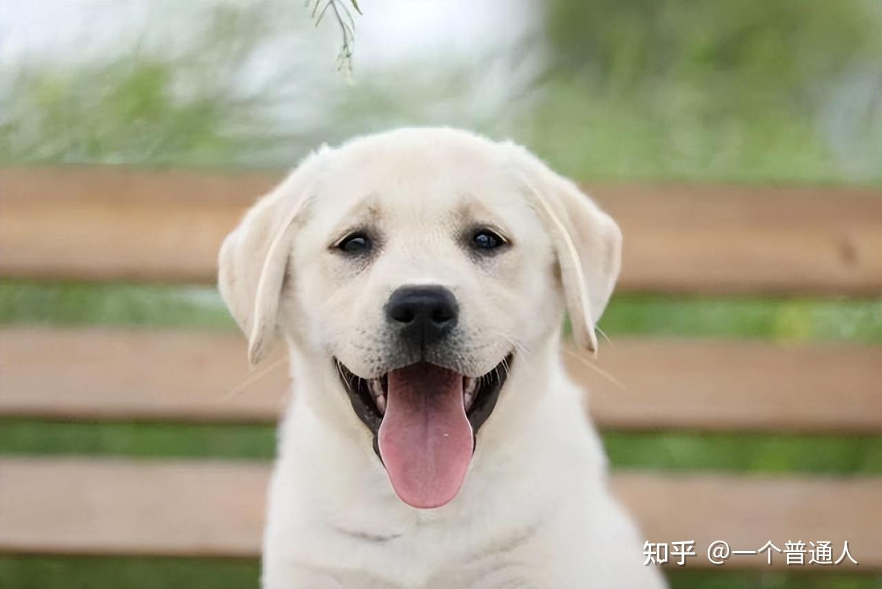 纯种拉布拉多犬幼犬狗狗出售 宠物拉布拉多犬可支付宝交易 拉布拉多犬 /编号10042300 - 宝贝它