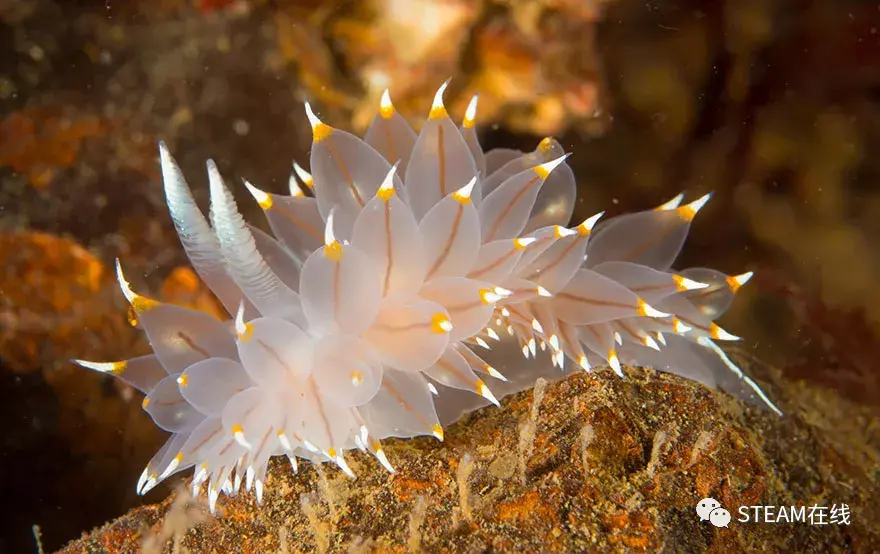 1. 大西洋蓝龙(glaucus atlanticus)