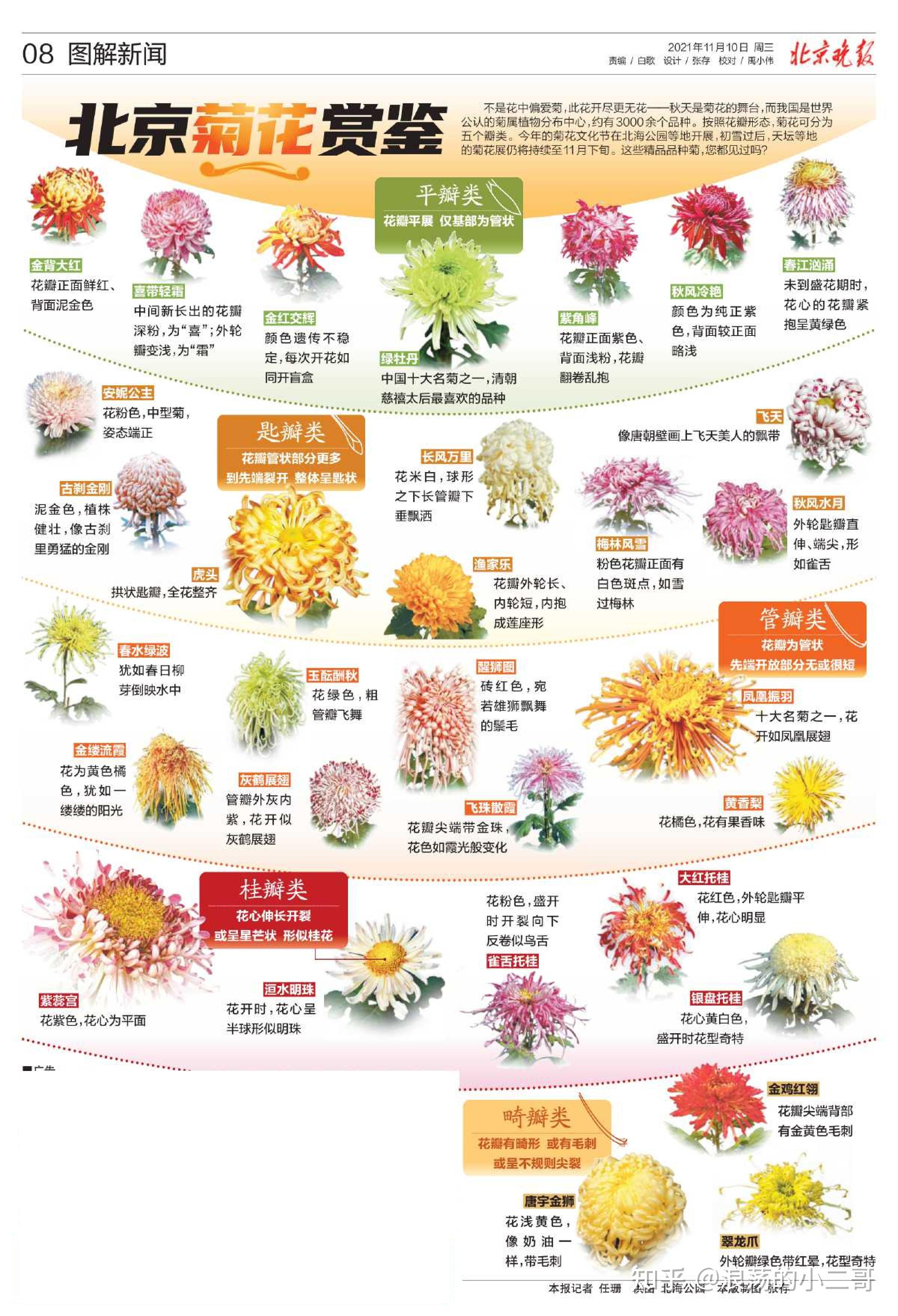 各种菊花图片及花名图片