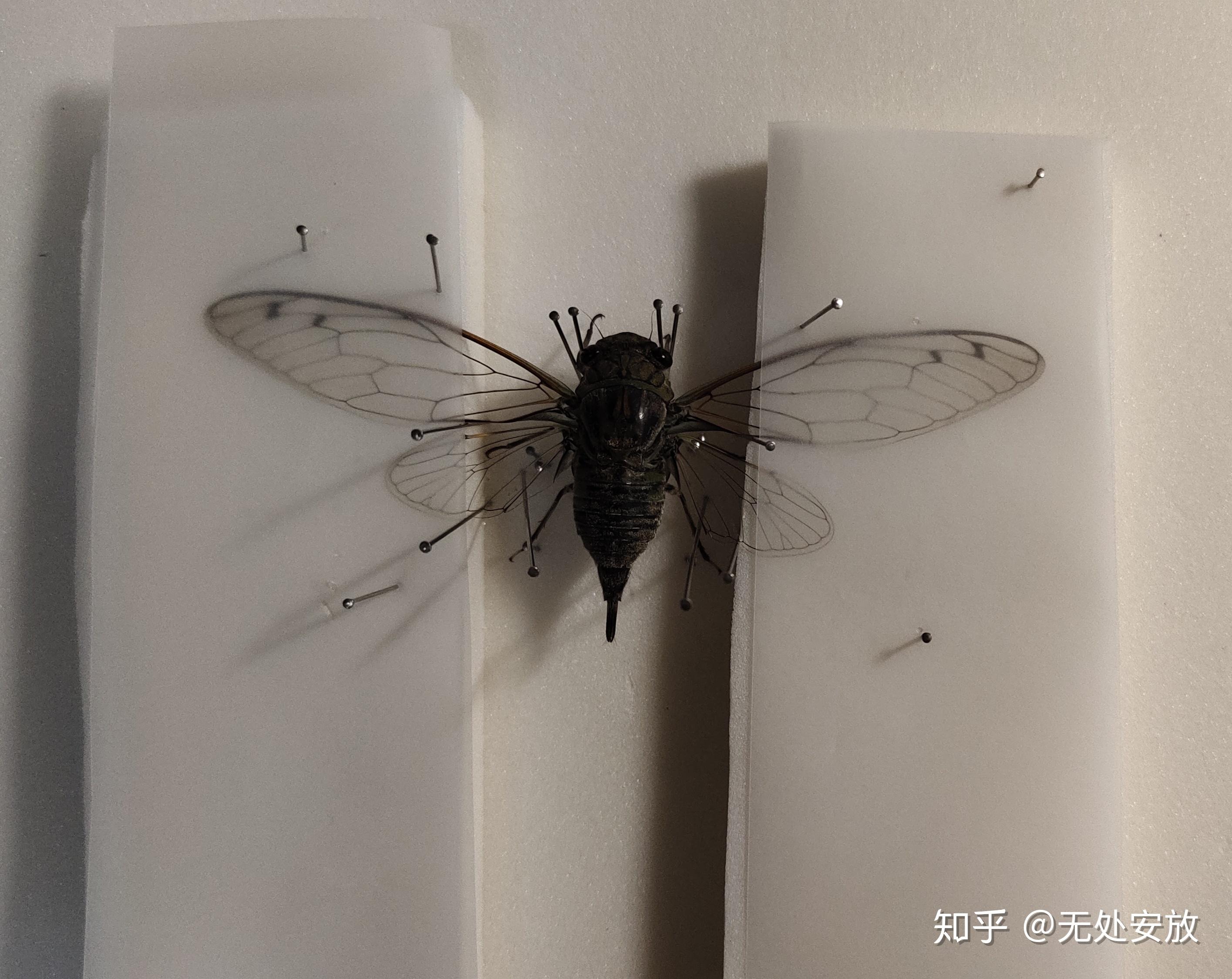 蝉标本风干后怎么插针